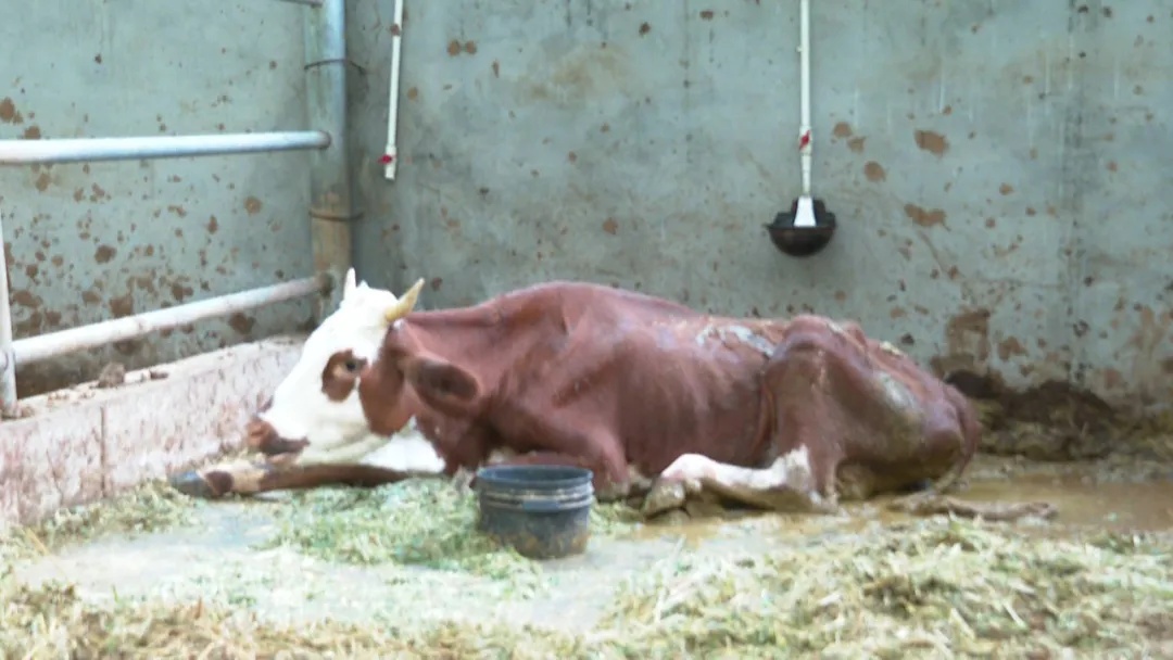 Mystery of the Elusive Beast: Guangxi's 'Big Cat' Enigma Deepens - Tigers Ruled Out, But What's Lurking in the Shadows - News Directory 3