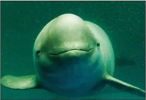 围观！江豚高清大图公布！