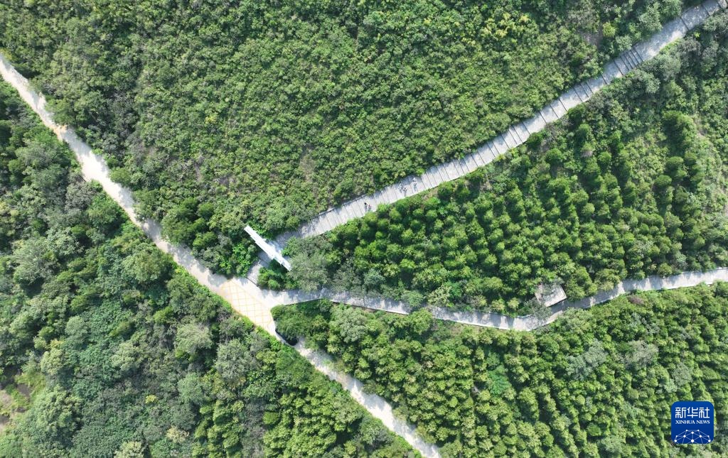 河北隆尧:废弃矿山修复再现绿色生机 河北隆尧:废弃矿山修复再现绿色生机