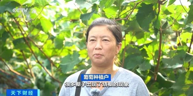 价格“跳水”！你爱吃的它，成“大众水果”