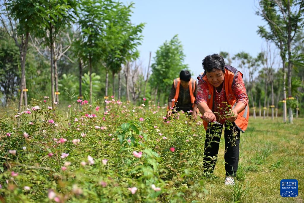 河北隆尧:废弃矿山修复再现绿色生机 河北隆尧:废弃矿山修复再现绿色生机
