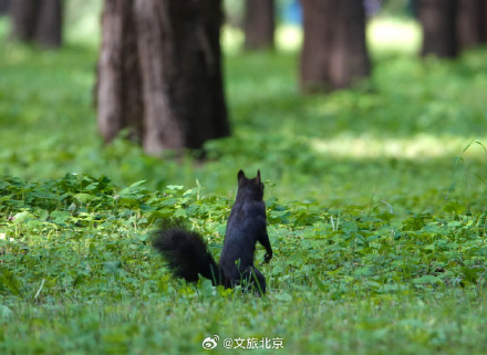 天坛公园松鼠穿梭觅食萌态十足