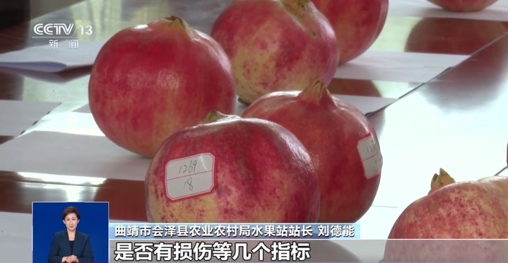 秋月梨、软籽石榴成熟啦！来看甜蜜秋收季