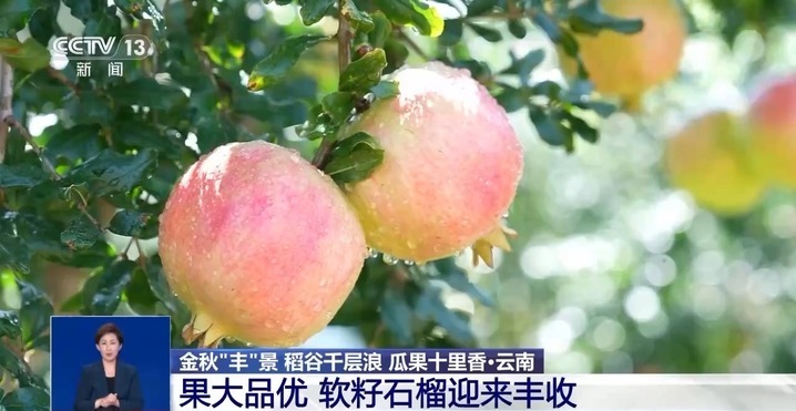 秋月梨、软籽石榴成熟啦！来看甜蜜秋收季