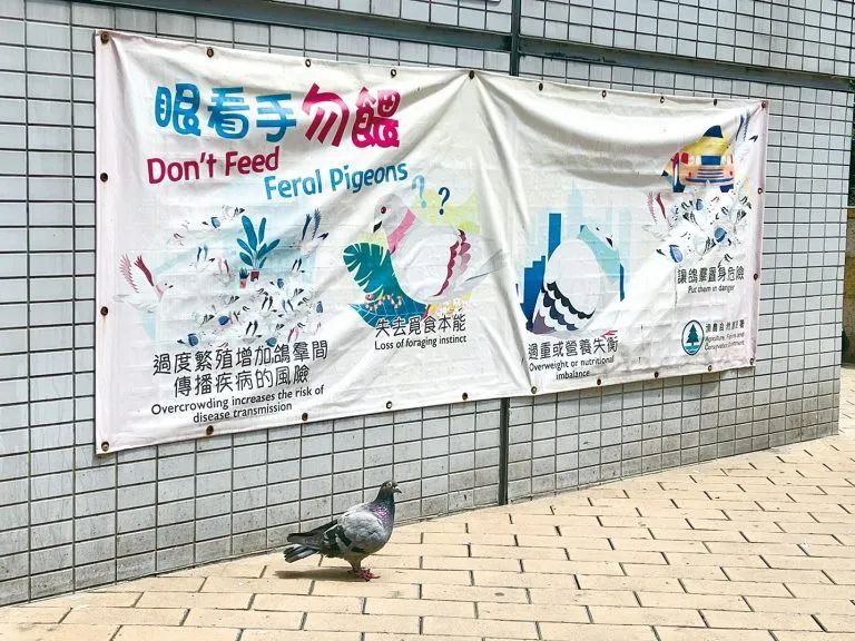 非法投喂野生动物，香港首张罚单开出
