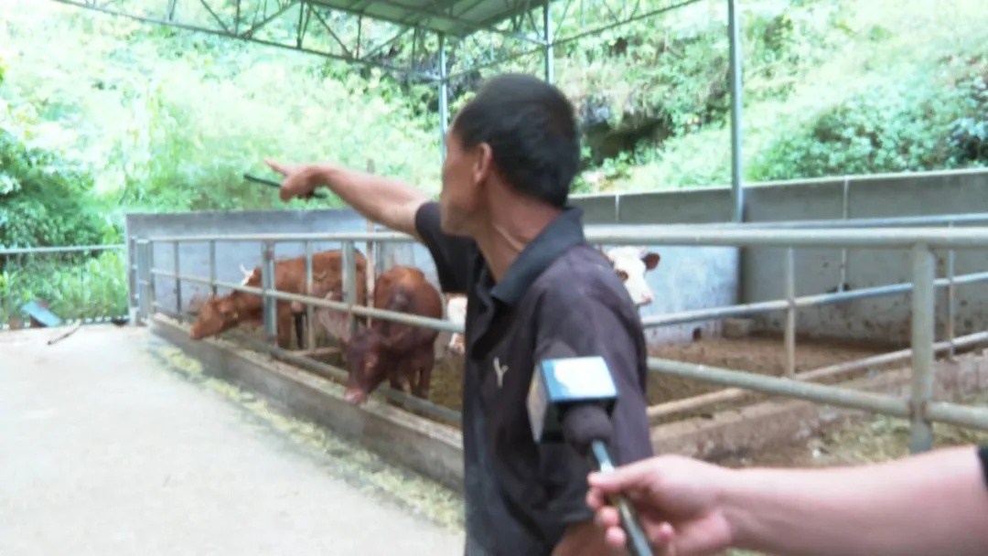 Mystery of the Elusive Beast: Guangxi's 'Big Cat' Enigma Deepens - Tigers Ruled Out, But What's Lurking in the Shadows - News Directory 3