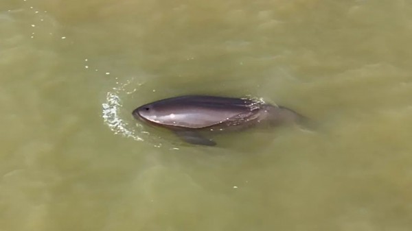 围观！江豚高清大图公布！