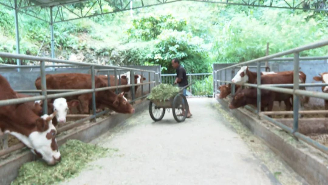 Mystery of the Elusive Beast: Guangxi's 'Big Cat' Enigma Deepens - Tigers Ruled Out, But What's Lurking in the Shadows - News Directory 3