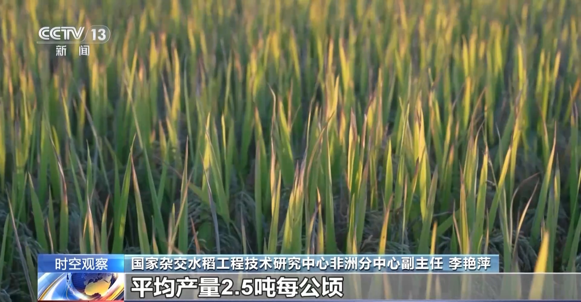 致敬！袁隆平墓前有一碗非洲农民的大米