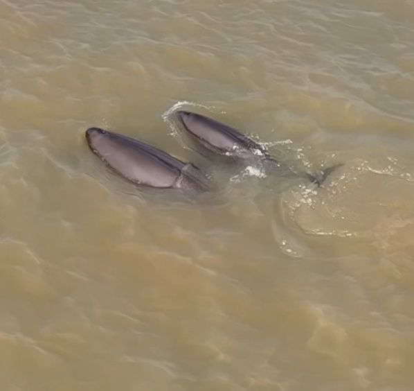 围观！江豚高清大图公布！