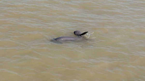 围观！江豚高清大图公布！