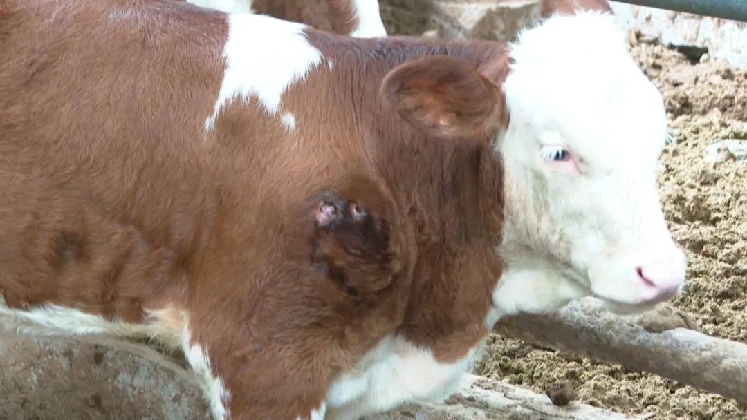 Mystery of the Elusive Beast: Guangxi's 'Big Cat' Enigma Deepens - Tigers Ruled Out, But What's Lurking in the Shadows - News Directory 3