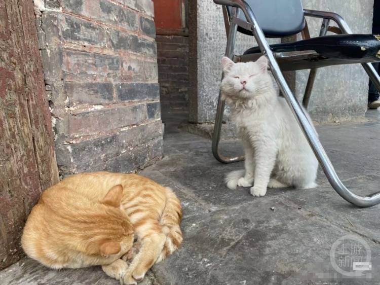 山西应县木塔有一群“猫看护”？管护中心回应