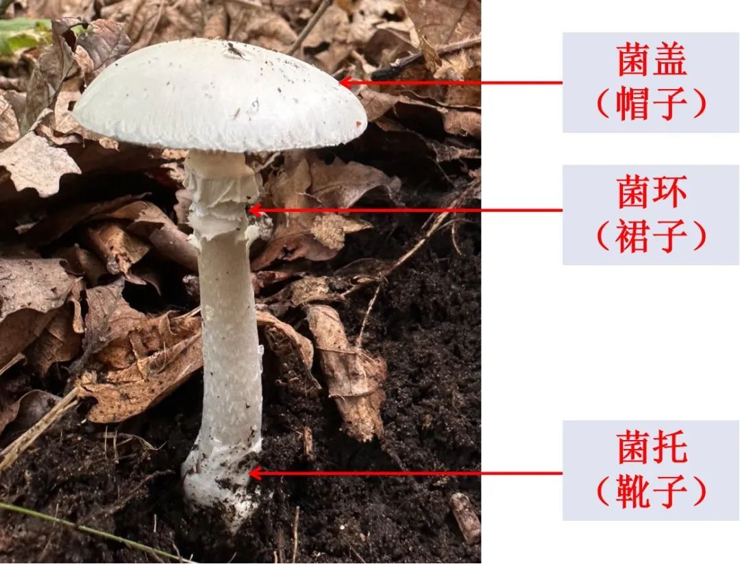 警惕！秋季预防蘑菇中毒，教您识别毒蘑菇！