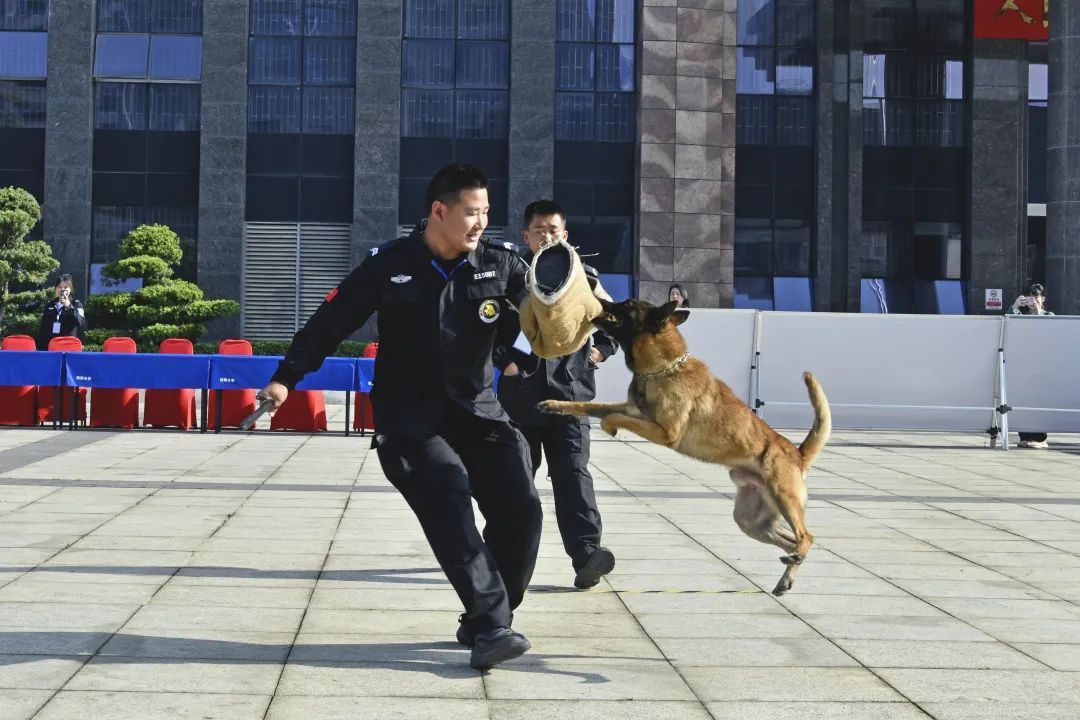 汪汪队又立大功!网友:加鸡腿! 汪汪队又立大功!网友:加鸡腿!