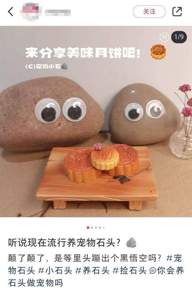 猫狗不香了?这届年轻人开始养宠物石头了!网友:不会吵闹,性价比高 猫狗不香了?这届年轻人开始养宠物石头了!网友:不会吵闹,性价比高