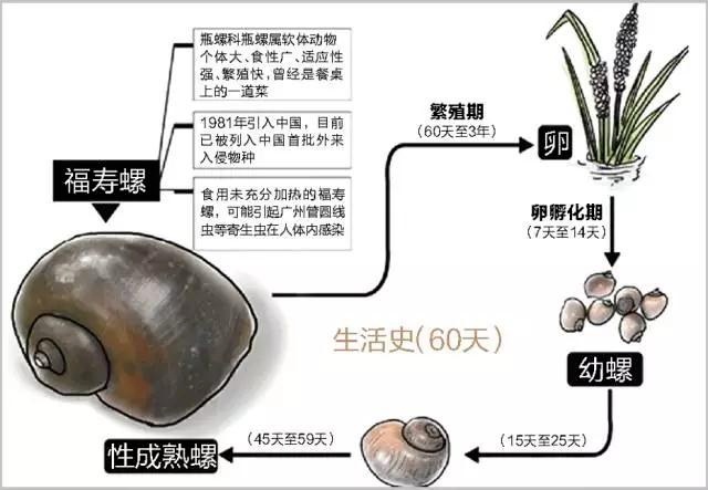 河南一地发现恶性入侵物种，已拉网式清除