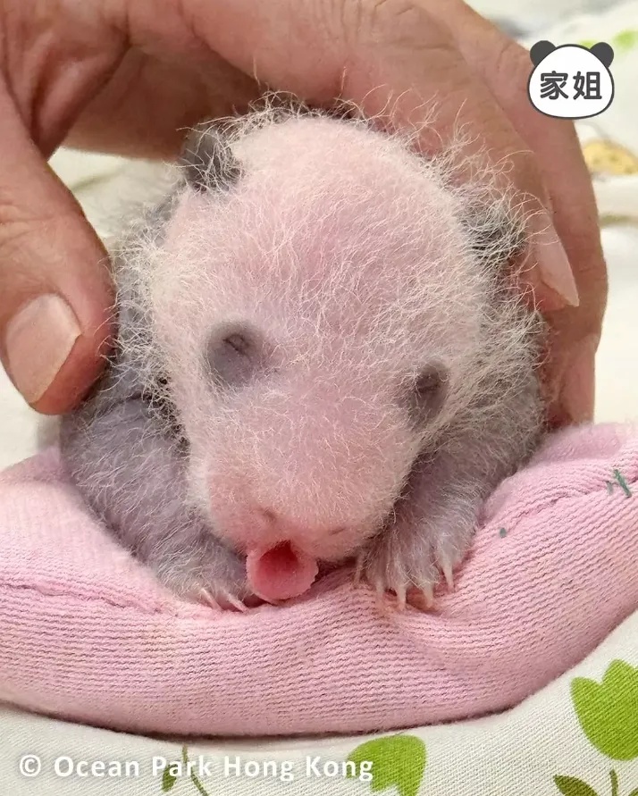 香港的大熊猫宝宝，向你“喊话”
