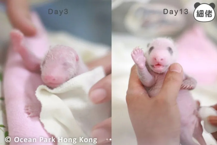 香港的大熊猫宝宝，向你“喊话”