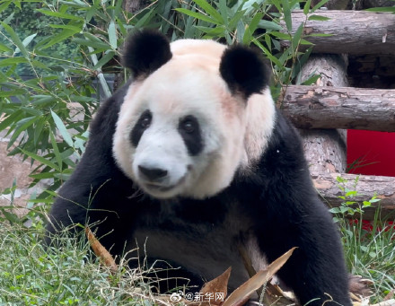 丫丫脸圆圆笑甜甜