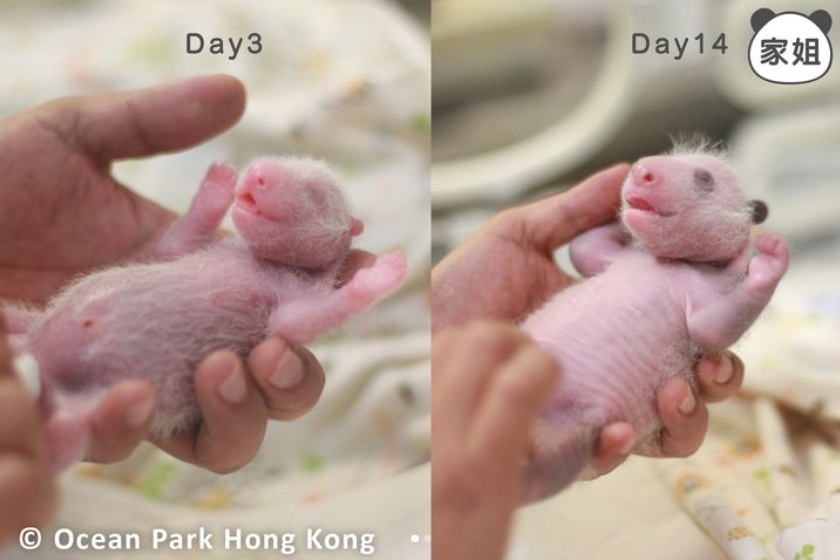 香港的大熊猫宝宝，向你“喊话”