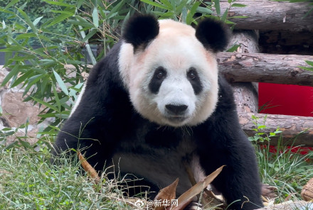 丫丫脸圆圆笑甜甜