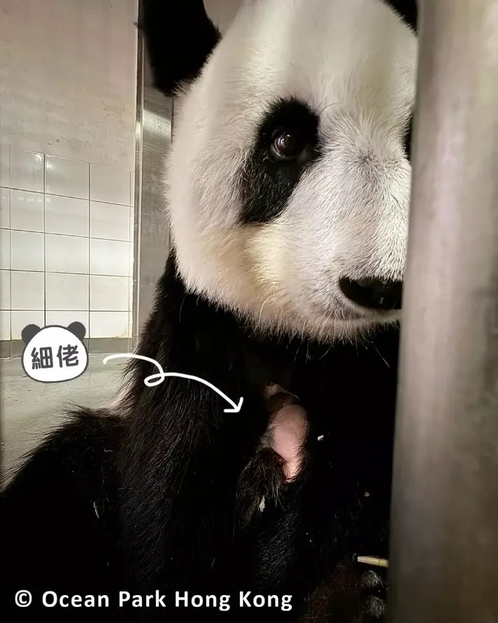 香港的大熊猫宝宝，向你“喊话”