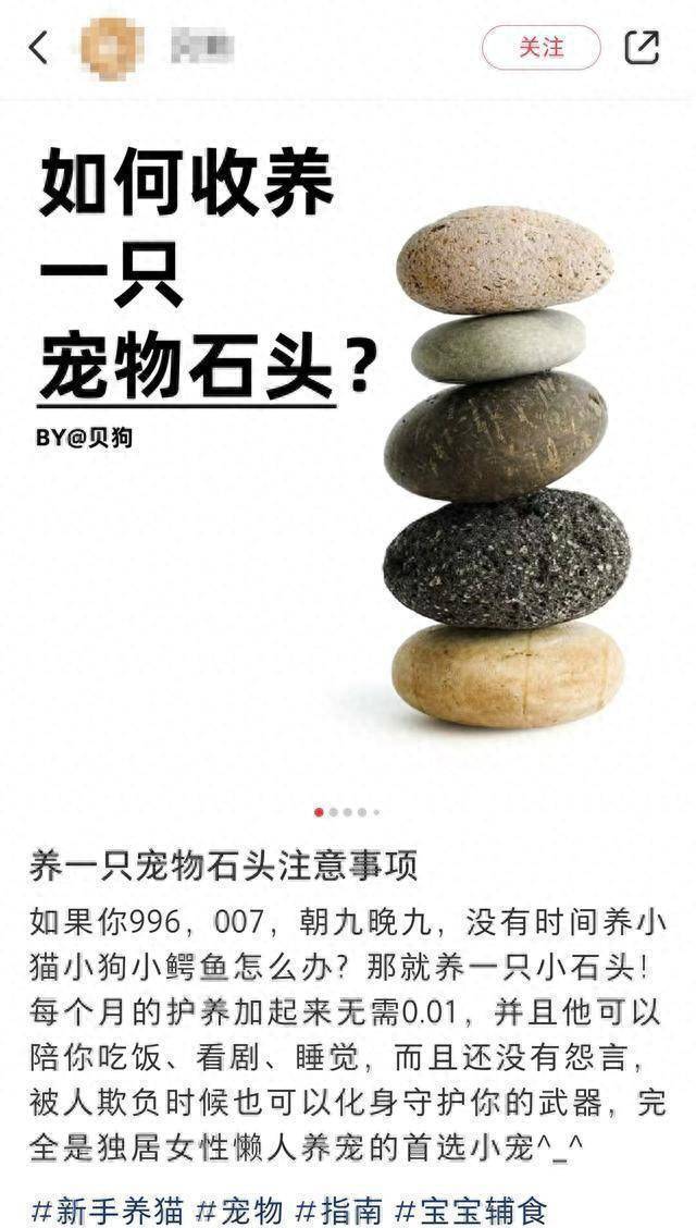 猫狗不香了?这届年轻人开始养宠物石头了!网友:不会吵闹,性价比高 猫狗不香了?这届年轻人开始养宠物石头了!网友:不会吵闹,性价比高