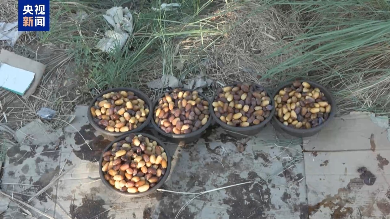 伊拉克椰枣产业遭受干旱冲击 大量椰枣树死亡