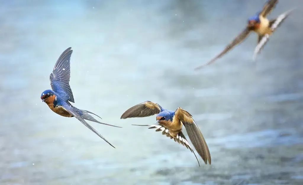 今日白露 | 秋实而美,露凝而白 今日白露 | 秋实而美,露凝而白