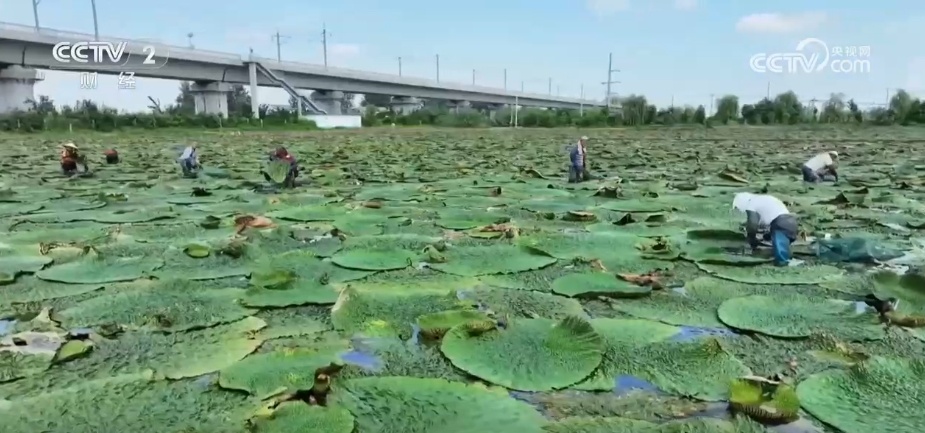 果飘香、粮满仓、蟹脚痒……金秋时节“丰”景如画一派繁忙景象