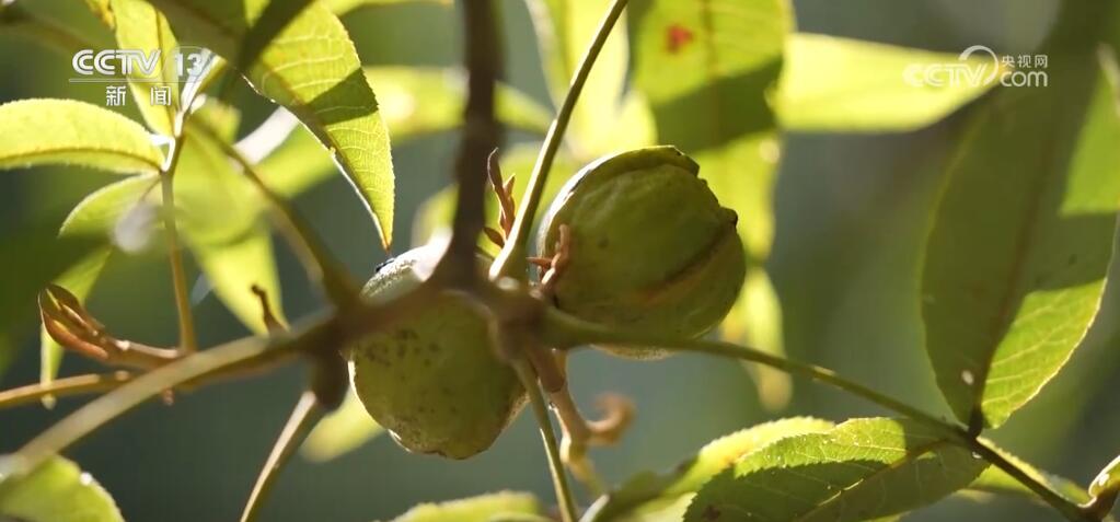 稻谷黄、瓜果香 硕果累累迎金秋 田野如画好“丰”光 稻谷黄、瓜果香 硕果累累迎金秋 田野如画好“丰”光