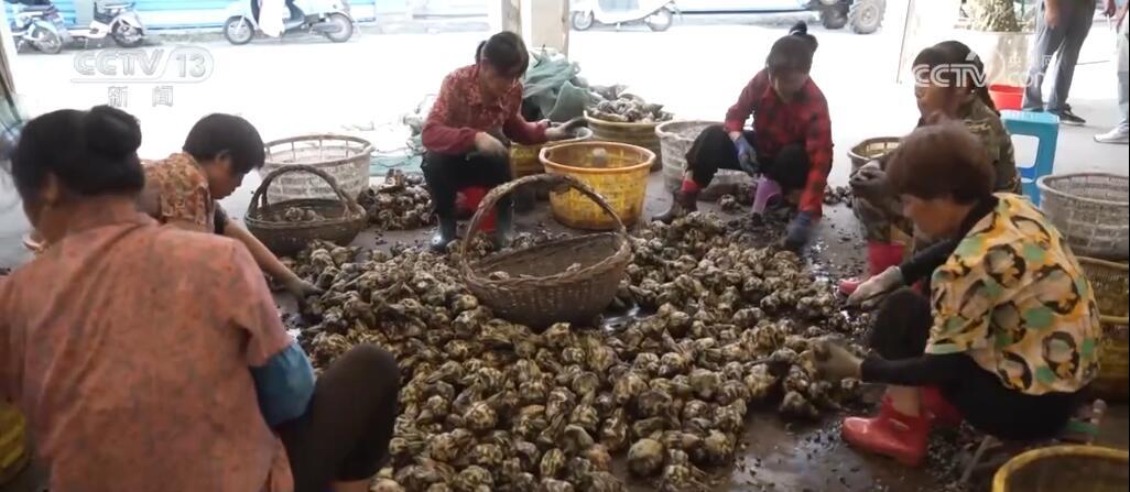 稻谷黄、瓜果香 硕果累累迎金秋 田野如画好“丰”光 稻谷黄、瓜果香 硕果累累迎金秋 田野如画好“丰”光