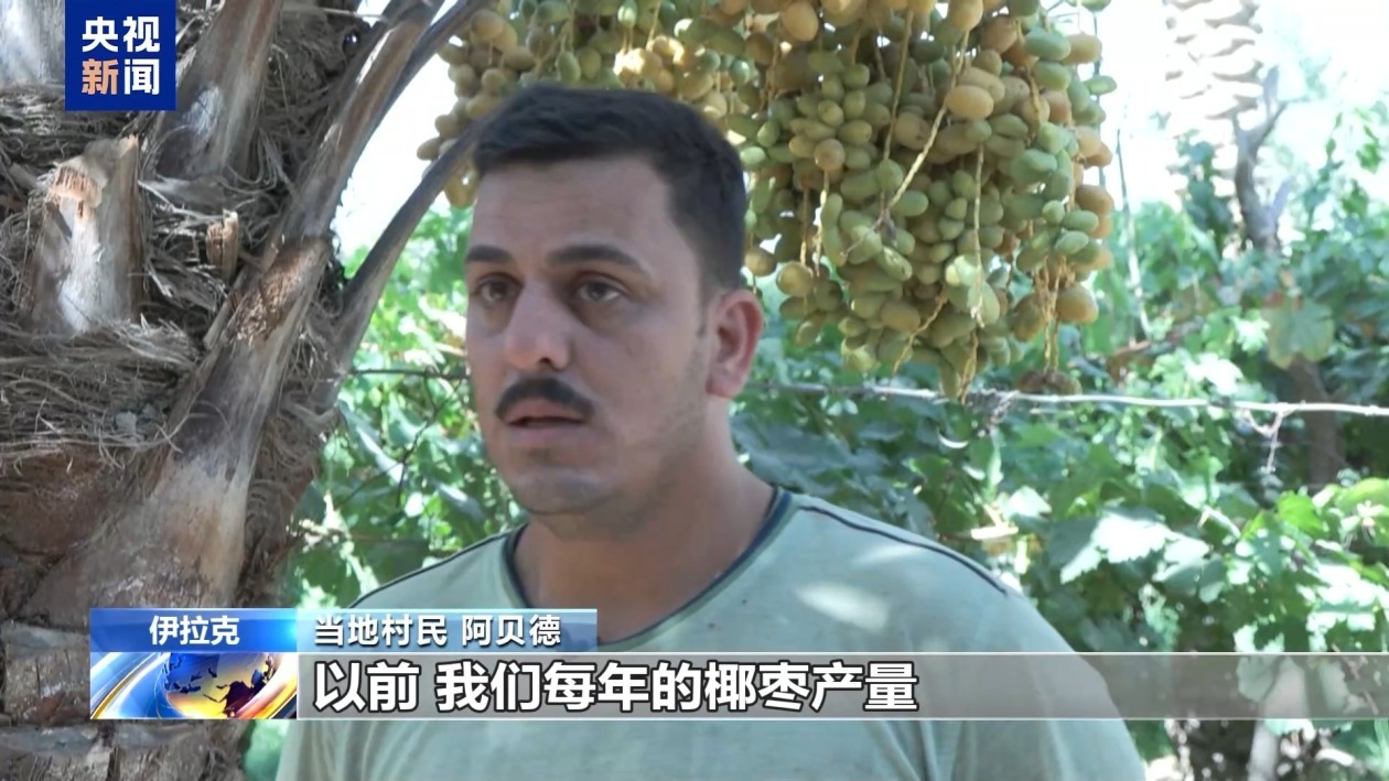 伊拉克椰枣产业遭受干旱冲击 大量椰枣树死亡