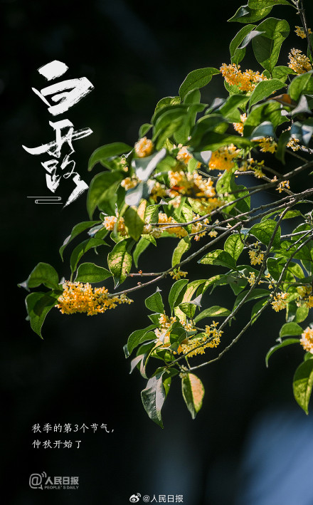 今天是白露，秋风至此凉