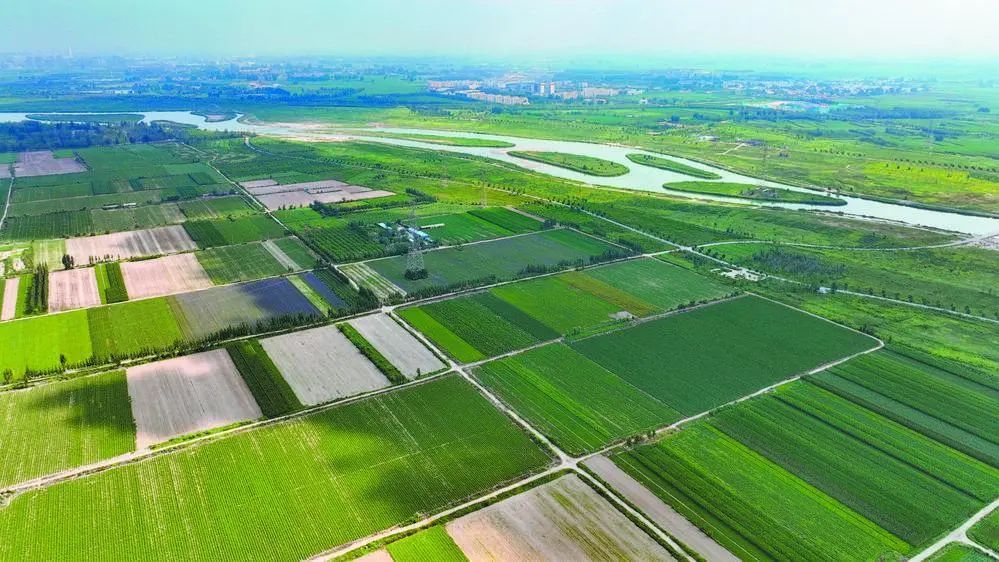 滹沱河石家庄段河滩地迎来首个丰收季