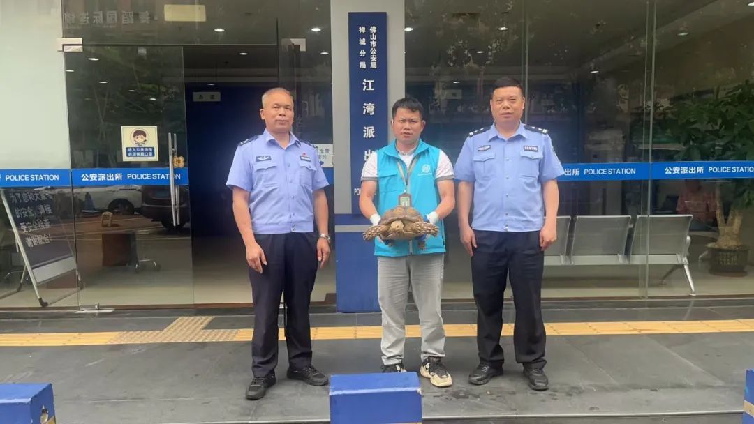 “巨型乌龟”在禅城出没，身份不简单！
