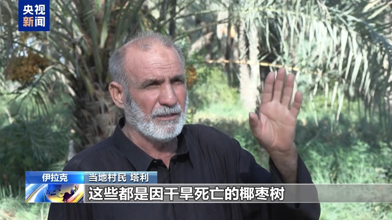 伊拉克椰枣产业遭受干旱冲击 大量椰枣树死亡
