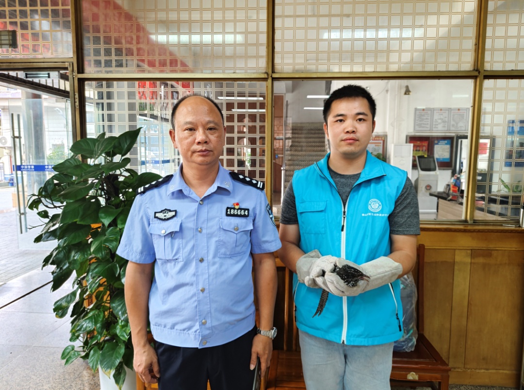 “巨型乌龟”在禅城出没，身份不简单！
