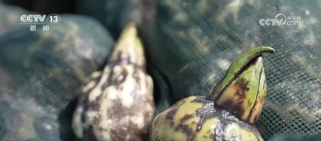 稻谷黄、瓜果香 硕果累累迎金秋 田野如画好“丰”光 稻谷黄、瓜果香 硕果累累迎金秋 田野如画好“丰”光