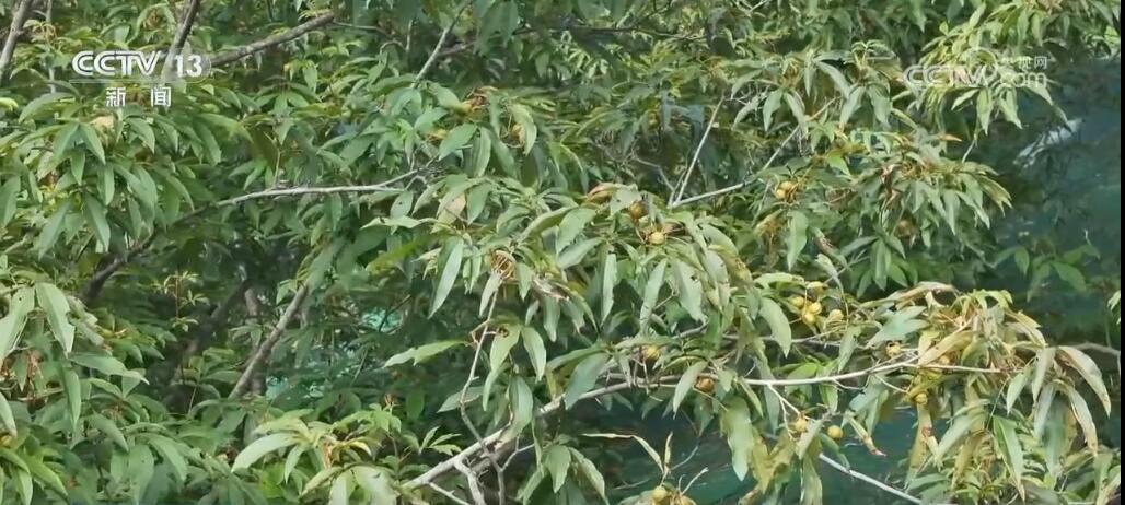 稻谷黄、瓜果香 硕果累累迎金秋 田野如画好“丰”光 稻谷黄、瓜果香 硕果累累迎金秋 田野如画好“丰”光