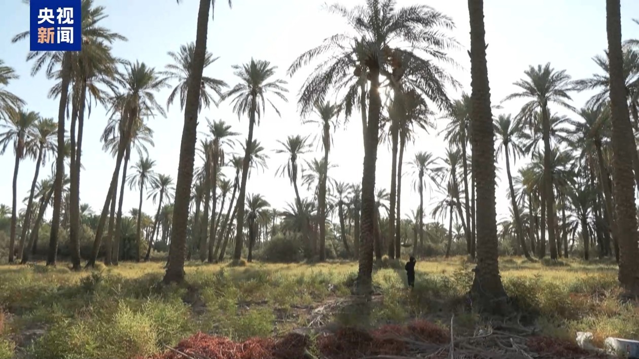 伊拉克椰枣产业遭受干旱冲击 大量椰枣树死亡