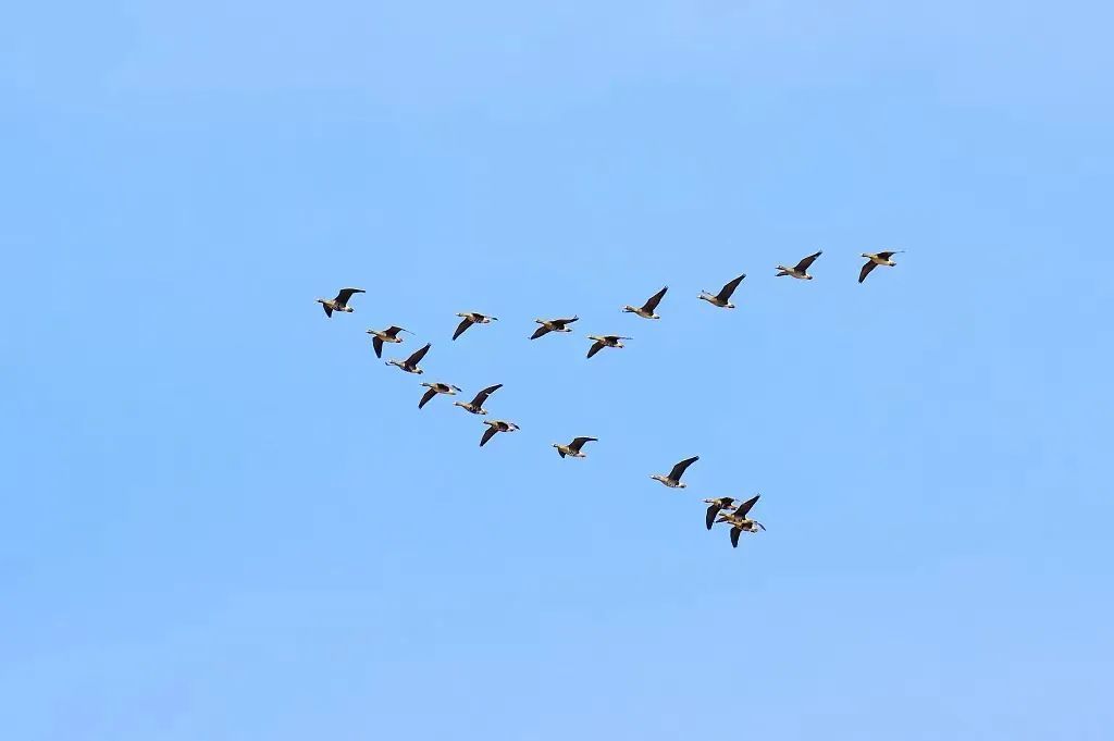 今日白露 | 秋实而美,露凝而白 今日白露 | 秋实而美,露凝而白
