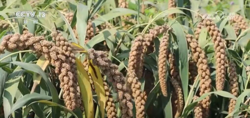 稻谷黄、瓜果香 硕果累累迎金秋 田野如画好“丰”光 稻谷黄、瓜果香 硕果累累迎金秋 田野如画好“丰”光