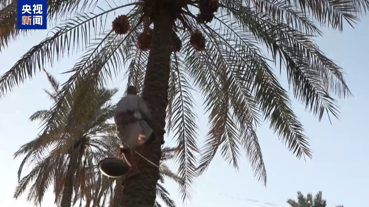 伊拉克椰枣产业遭受干旱冲击 大量椰枣树死亡