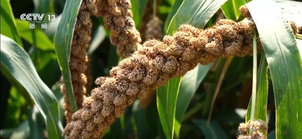 稻谷黄、瓜果香 硕果累累迎金秋 田野如画好“丰”光 稻谷黄、瓜果香 硕果累累迎金秋 田野如画好“丰”光