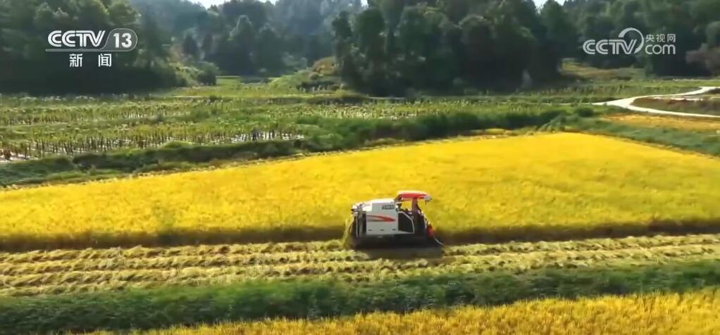 稻谷黄、瓜果香 硕果累累迎金秋 田野如画好“丰”光 稻谷黄、瓜果香 硕果累累迎金秋 田野如画好“丰”光