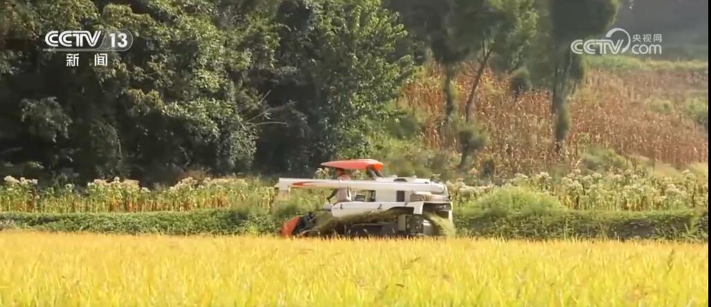 稻谷黄、瓜果香 硕果累累迎金秋 田野如画好“丰”光 稻谷黄、瓜果香 硕果累累迎金秋 田野如画好“丰”光