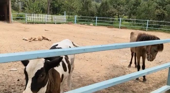 动物园内动物瘦骨嶙峋? 多方回应! 网友心痛: 第一次见到… 动物园内动物瘦骨嶙峋? 多方回应! 网友心痛: 第一次见到…