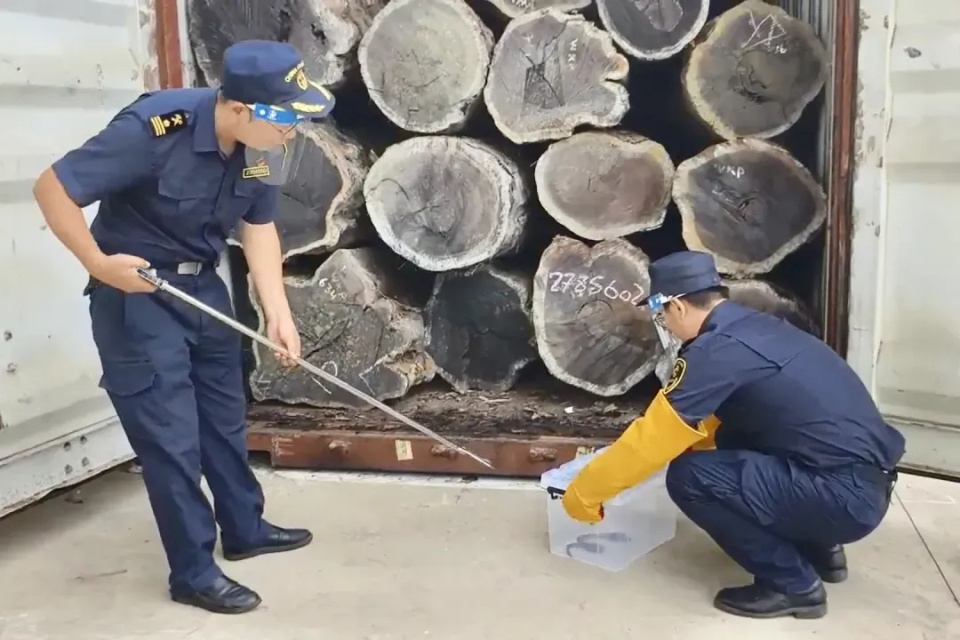 海关在进口原木中发现1条活蛇！长约0.8米，眼睛很小